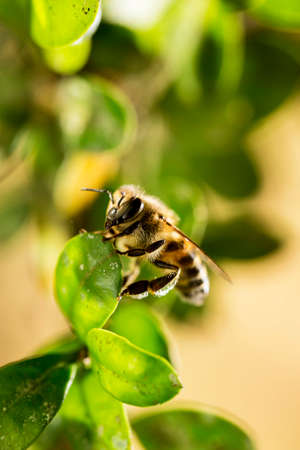 The African honeybee is a subspecies of the western honeybee. It is native to central and southern Africa, although in the extreme south it is replaced by Apis mellifera capensis. This subspecies was part of the ancestry of Africanized honeybees (also known as "killer bees") that spread across America.の写真素材