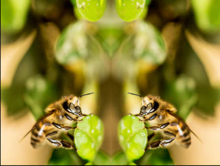 The African honeybee is a subspecies of the western honeybee. It is native to central and southern...