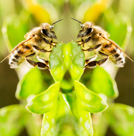 The African honeybee is a subspecies of the western honeybee. It is native to central and southern Africa, although in the extreme south it is replaced by Apis mellifera capensis. This subspecies was part of the ancestry of Africanized honeybees (also known as "killer bees") that spread across America.の写真素材