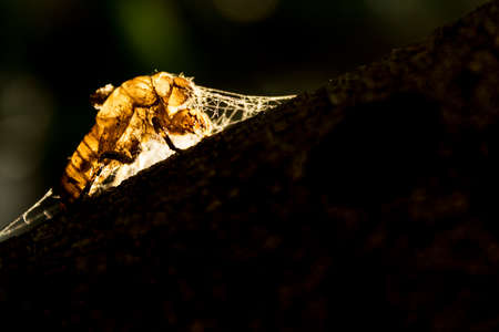Dry leaf on dark background, still life with vivid colors and delicacy.の写真素材