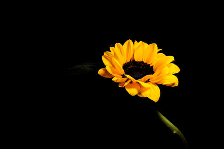 Sunflower is a flower that has a strong relationship with the sun and is often found in tropical countries like Brazil.の写真素材