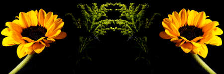 Sunflower is a flower that has a strong relationship with the sun and is often found in tropical countries like Brazil.の写真素材