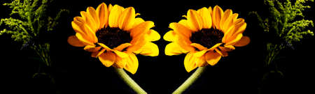 Sunflower is a flower that has a strong relationship with the sun and is often found in tropical countries like Brazil.の写真素材