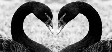 The black swan is a large waterfowl, a species of swan that breeds mainly in the southeastern and southwestern regions of Australia.の写真素材