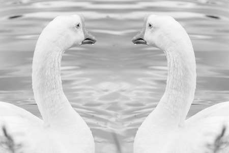 Goose in a lake in Ibirapuera Park, SÃ£o Paulo, Brazil. Goose is a common name for several species of waterfowl.の写真素材
