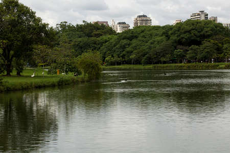 Landscape showing a lake where swans swim, green grass and the city in the background. Sao Paulo; Brazil.の写真素材