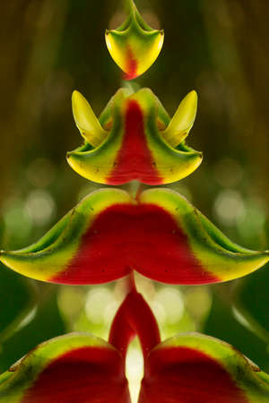 The flower known as caetÃ© or bananeira do mato, is the general name given to plants that produce a large yellow, red and green flower. The variety is common in decorative gardens.の写真素材