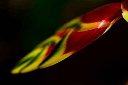 The flower known as caetÃ© or bananeira do mato, is the general name given to plants that produce a large yellow, red and green flower. The variety is common in decorative gardens.の写真素材