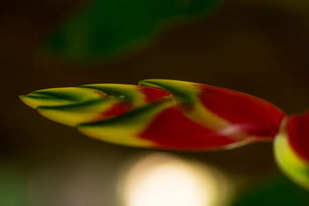 The flower known as caetÃ© or bananeira do mato, is the general name given to plants that produce...