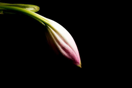 Crinum is a perennial plant species that have large showy flowers on leafless stems and develop from bulbs. They are found in seasonally wet areas.の写真素材
