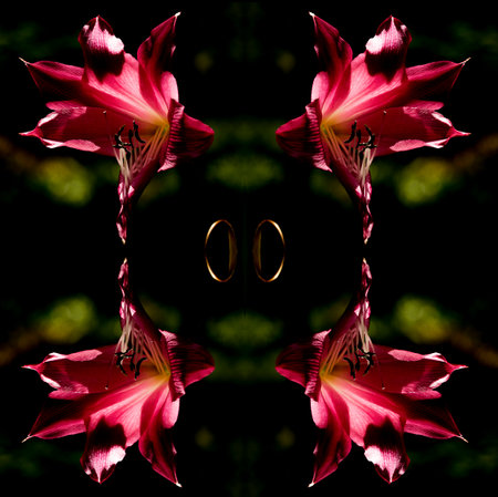 Crinum is a perennial plant species that have large showy flowers on leafless stems and develop from bulbs. They are found in seasonally wet areas.の写真素材