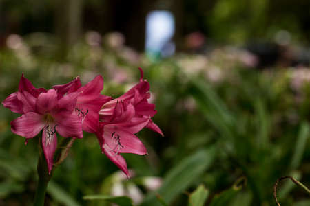 Crinum is a perennial plant species that have large showy flowers on leafless stems and develop from...