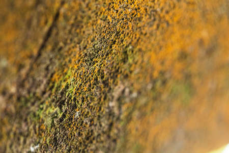 Wood, wood trunk its texture and different colors. Tree trunk with bark of different texture.の写真素材