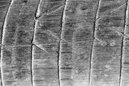 Wood, wood trunk its texture and different colors. Tree trunk with bark of different texture.