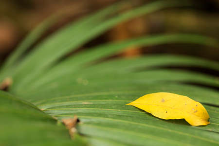The palm leaf, called palm tree in botany, comes in different forms depending on the palm tree to which it belongs.の写真素材