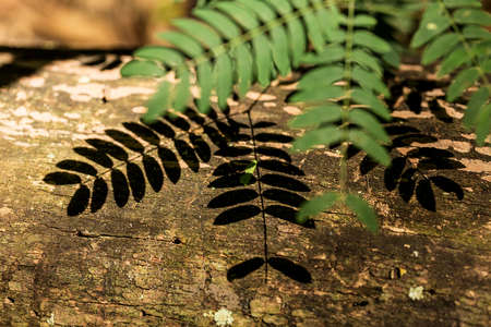 Green leaf shading the ground Brazilian Atlantic Forest, SÃ£o Paulo, Brazil.