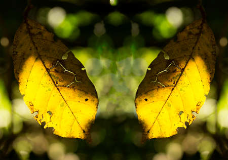 Dry leaf with a yellowish hue contrasting with a blurred green background, Atlantic Forest. SÃ£o...