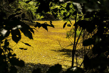 Swamp in the Brazilian Atlantic Forest, SÃ£o Paulo; Brazil.