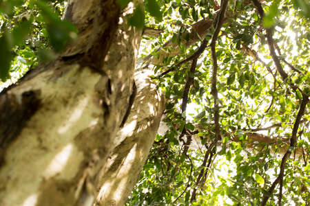 Tall trees with trunks and thick roots. Preserved nature of the Brazilian Atlantic Forest, SÃ£o...