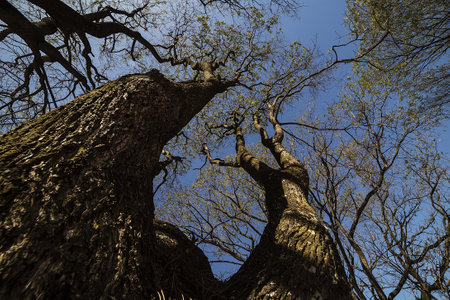 Very tall tree with a very rustic bark seen from the bottom up.の写真素材