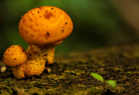 Small yellow mushroom on a rotten tree trunk in the Brazilian Atlantic Forest. SÃ£o Paulo Brazil.の写真素材