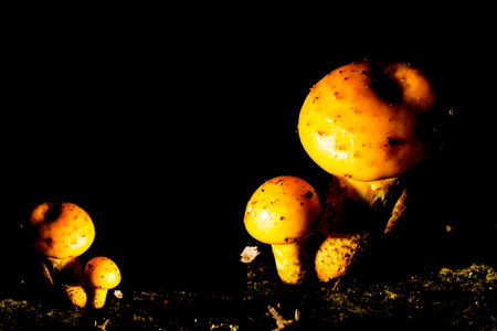 Small yellow mushroom on a rotten tree trunk in the Brazilian Atlantic Forest. SÃ£o Paulo Brazil.の写真素材