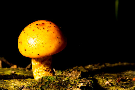 Small yellow mushroom on a rotten tree trunk in the Brazilian Atlantic Forest. SÃ£o Paulo Brazil.の写真素材