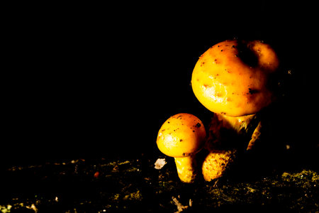 Small yellow mushroom on a rotten tree trunk in the Brazilian Atlantic Forest. SÃ£o Paulo Brazil.の写真素材