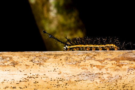 Hairy black fireworm walking on dry bamboo pole in the Brazilian Atlantic Forest. SÃ£o Paulo Brazil.の写真素材