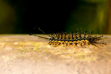 Hairy black fireworm walking on dry bamboo pole in the Brazilian Atlantic Forest. SÃ£o Paulo Brazil.の写真素材