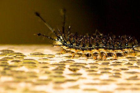 Hairy black fireworm walking on dry bamboo pole in the Brazilian Atlantic Forest. SÃ£o Paulo Brazil.の写真素材