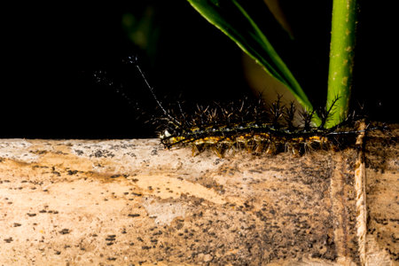 Hairy black fireworm walking on dry bamboo pole in the Brazilian Atlantic Forest. SÃ£o Paulo Brazil.の写真素材