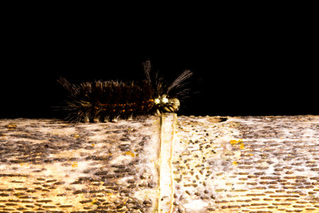 Hairy black fireworm walking on dry bamboo pole in the Brazilian Atlantic Forest. SÃ£o Paulo Brazil.の写真素材