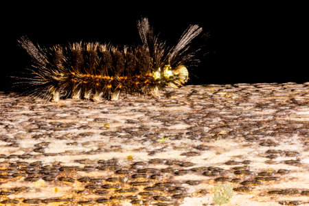 Hairy black fireworm walking on dry bamboo pole in the Brazilian Atlantic Forest. SÃ£o Paulo...