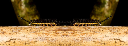 Hairy black fireworm walking on dry bamboo pole in the Brazilian Atlantic Forest. SÃ£o Paulo Brazil.の写真素材
