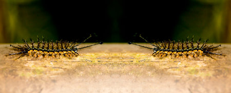 Hairy black fireworm walking on dry bamboo pole in the Brazilian Atlantic Forest. SÃ£o Paulo Brazil.の写真素材