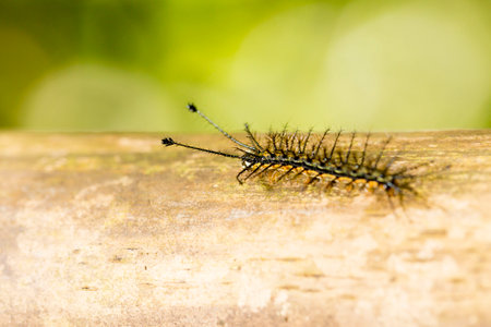 Hairy black fireworm walking on dry bamboo pole in the Brazilian Atlantic Forest. SÃ£o Paulo Brazil.の写真素材