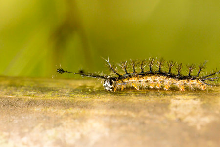 Hairy black fireworm walking on dry bamboo pole in the Brazilian Atlantic Forest. SÃ£o Paulo Brazil.の写真素材