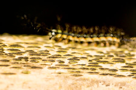 Hairy black fireworm walking on dry bamboo pole in the Brazilian Atlantic Forest. SÃ£o Paulo Brazil.の写真素材
