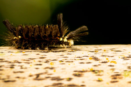 Hairy black fireworm walking on dry bamboo pole in the Brazilian Atlantic Forest. SÃ£o Paulo Brazil.の写真素材