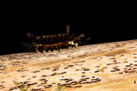 Hairy black fireworm walking on dry bamboo pole in the Brazilian Atlantic Forest. SÃ£o Paulo Brazil.の写真素材