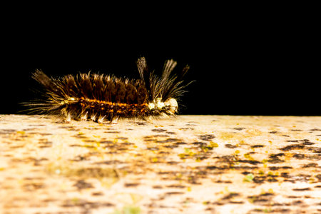 Hairy black fireworm walking on dry bamboo pole in the Brazilian Atlantic Forest. SÃ£o Paulo Brazil.の写真素材