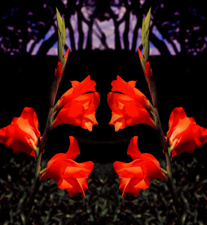 Gladiolus plant flower is the common name of flowering bulbous plants. In the garden of Ibirapuera Park, SÃ£o Paulo, Brazil.の写真素材