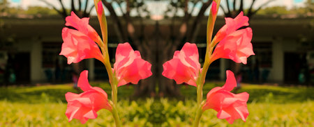 Gladiolus plant flower is the common name of flowering bulbous plants. In the garden of Ibirapuera Park, SÃ£o Paulo, Brazil.の写真素材