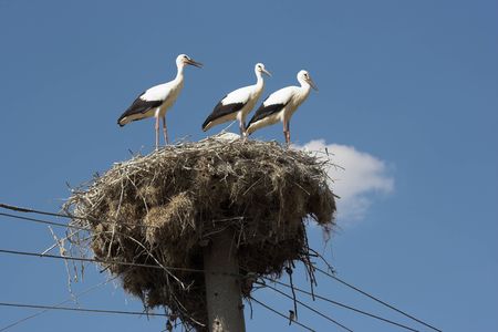 Stork  in their nestの写真素材