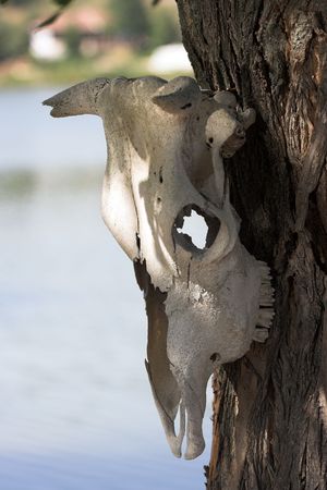 Old cow skull nailed to the treeの写真素材