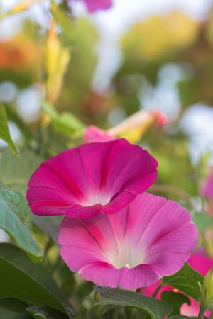 Purple petunia in an outdoor gardenの写真素材