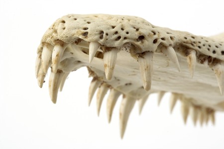 crocodile skull-teeth close upの写真素材