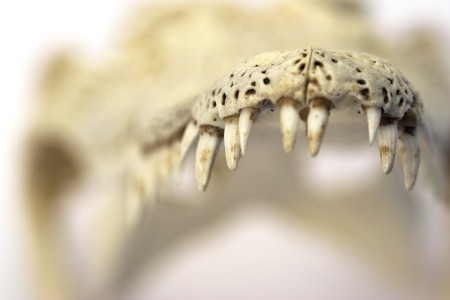crocodile skull-teeth close upの写真素材