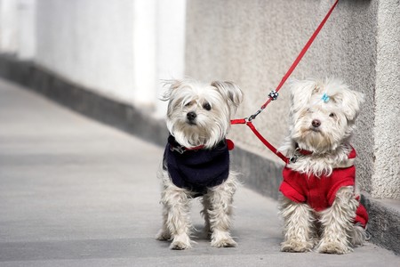 couple dogs looking forward for their masterの写真素材